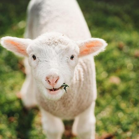 Freshwater Creek Cottages & Farm Stay Torquay Ngoại thất bức ảnh