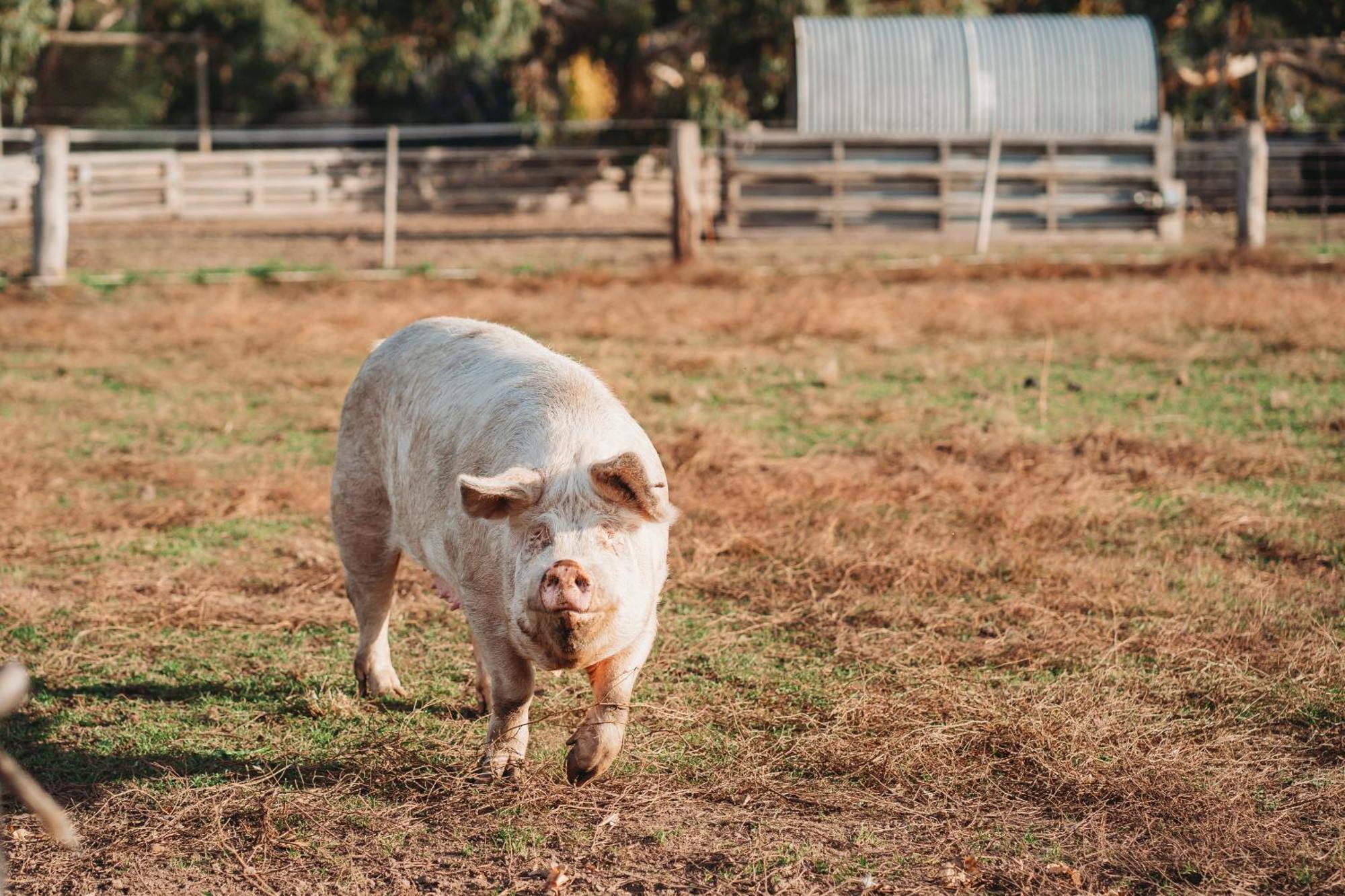 Freshwater Creek Cottages & Farm Stay Torquay Ngoại thất bức ảnh
