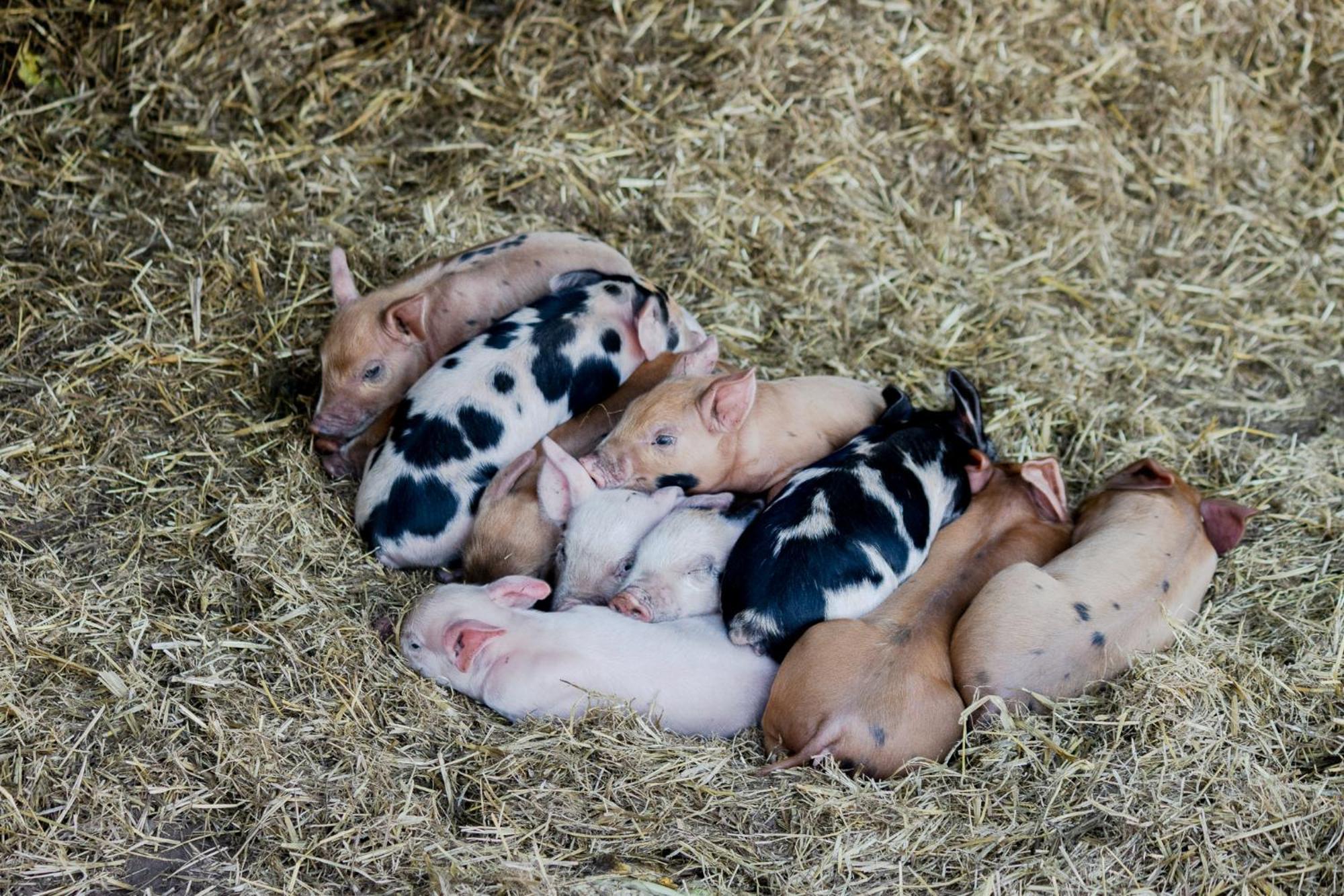 Freshwater Creek Cottages & Farm Stay Torquay Ngoại thất bức ảnh